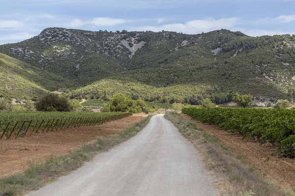 Paisaje con viñedos en Penedes, región vinícola cava, Vilafranca del Penedes, Cataluña, España . — Foto de Stock