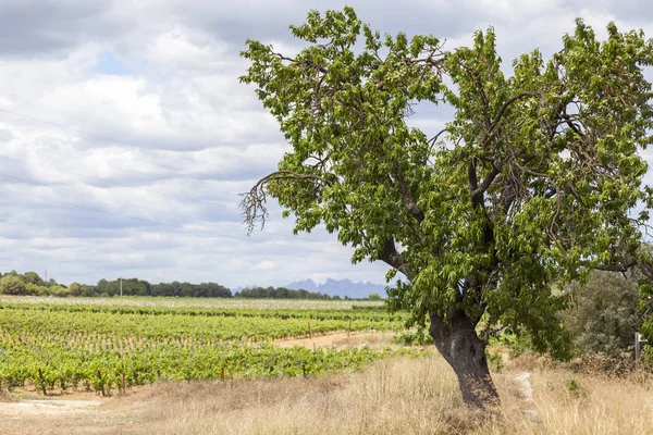 Paisaje con árboles y viñedos en la zona vinícola de Penedes . — Foto de Stock