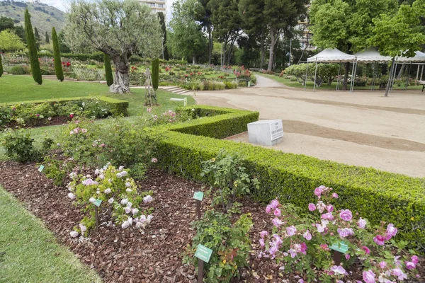 Parku Cervantes, růžová zahrada, Barcelona. — Stock fotografie