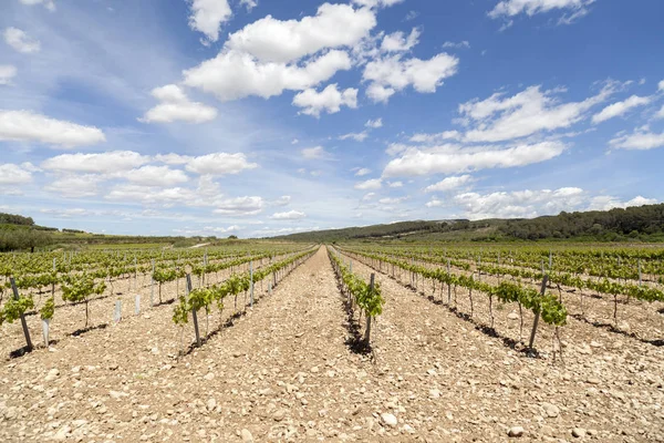 Paisaje con viñedos en la zona vinícola de Penedes, Cataluña, España . — Foto de Stock