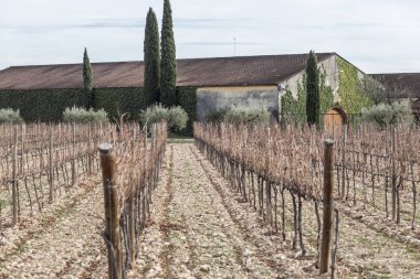 Penedes manzarada şarap alan, Catalonia, İspanya.