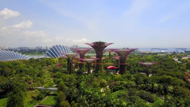 Flygfoto över Supertree Grove Gardens i viken i Singapore — Stockvideo