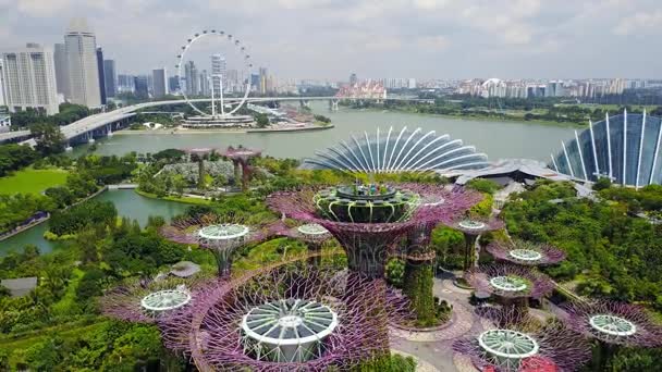 Пташиного польоту The Grove Supertree в саду біля затоки в Сінгапурі — стокове відео