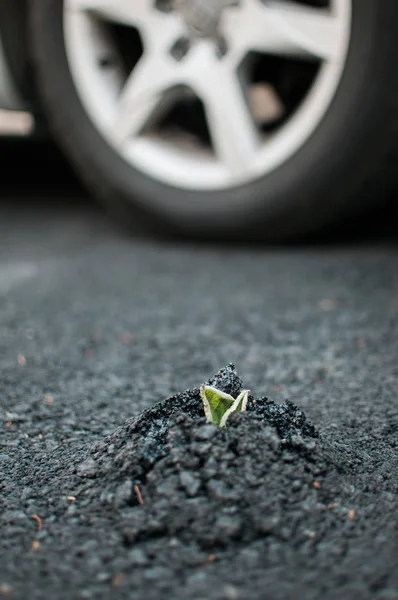 Plant sprouting through asphalt — Stock Photo, Image