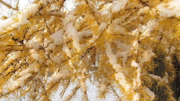 Fond d'hiver sapin jaune dans la neige — Photo