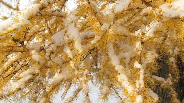 Fundo de inverno abeto amarelo na neve — Fotografia de Stock