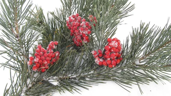 Fondo de invierno, bayas rojas y rama de abeto en la nieve — Foto de Stock