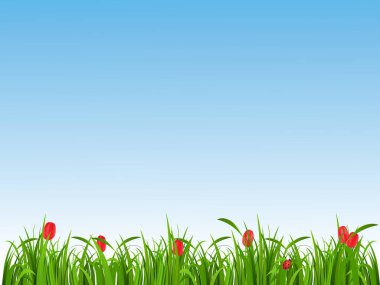 Bahar arka plan yeşil çimen, kırmızı lale ve bir uğur böceği ile