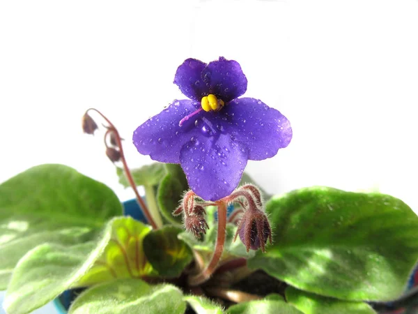 非洲紫罗兰在孤立的背景。叶片、 花瓣、 芽和水珠. — 图库照片