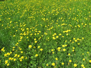Sarı dandelions doğal arka plan.