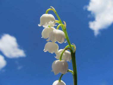 Gökyüzünde vadideki zambak. 