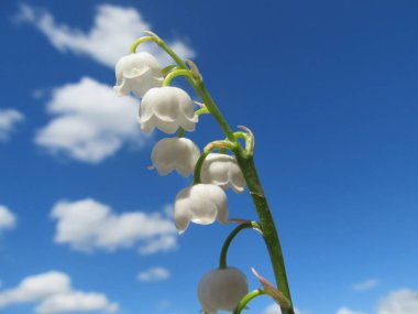 Gökyüzünde vadideki zambak. 