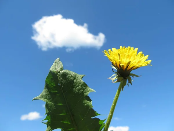 Diente de león en el cielo. — Foto de Stock