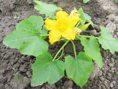 Kabak yeşil çalı. 