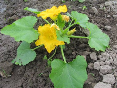 Kabak yeşil çalı. 