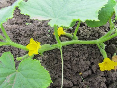 Yeşil bush bir salatalık. 