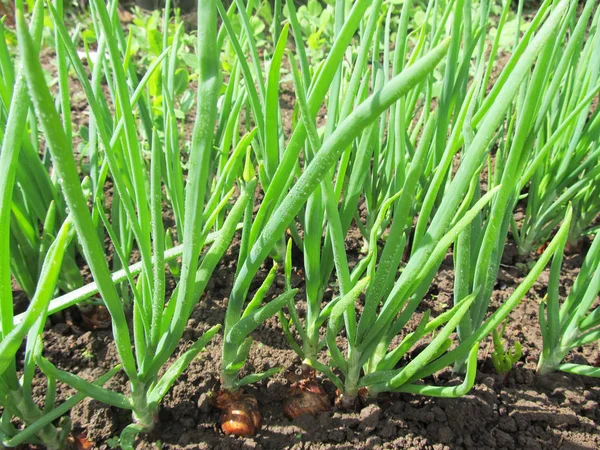 Green onions on a kitchen garden.