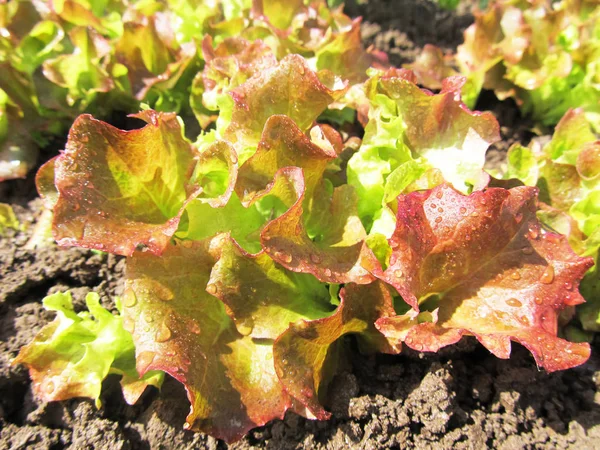 Lechuga verde en un huerto . — Foto de Stock