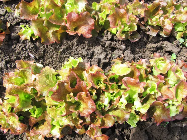 Lechuga verde en un huerto . — Foto de Stock