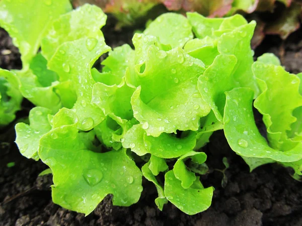 Grüner Salat im Gemüsegarten. — Stockfoto