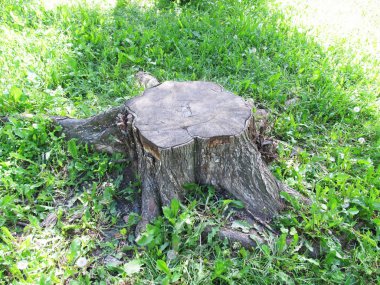 Bir ağaç ahşap güdük 