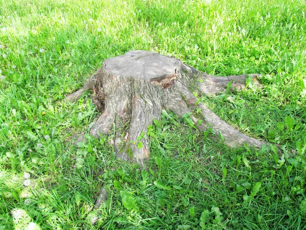 Dřevěný pahýl stromu — Stock fotografie