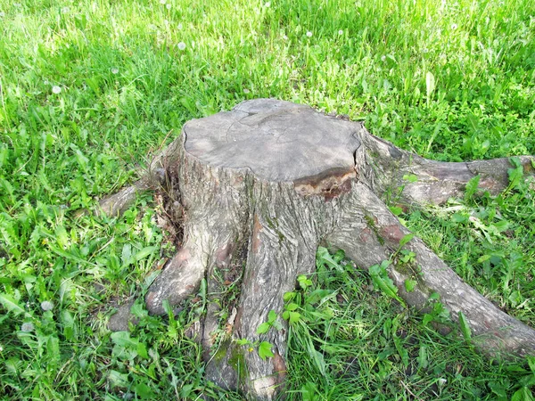 Wooden stump of a tree — Stock Photo, Image