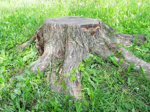 Wooden stump of a tree — Stock Photo, Image