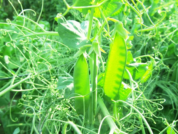 Planta verde de ervilhas em luz solar . — Fotografia de Stock