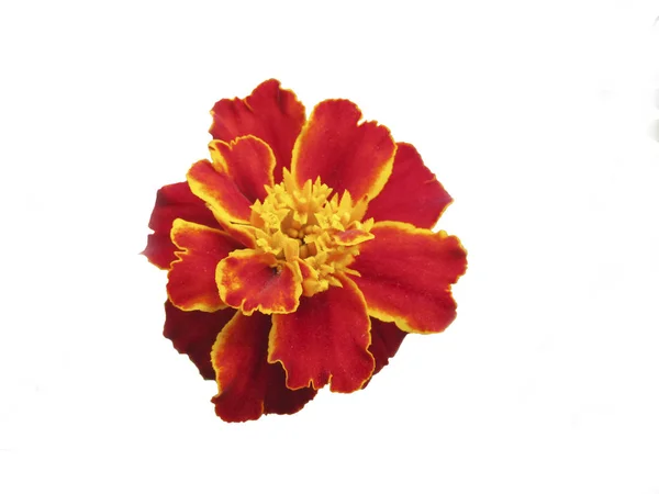 Kahverengi ile turuncu orta kadife çiçeği. — Stok fotoğraf