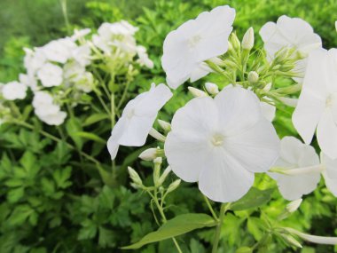 Bahçedeki beyaz ortanca. 