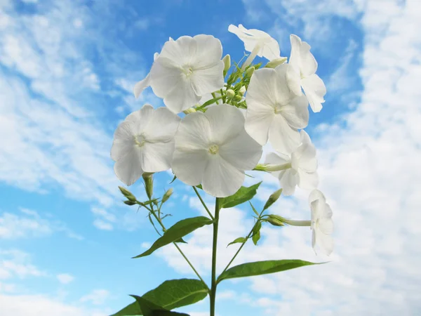 在蓝天与云的天空中的绣球花 — 图库照片