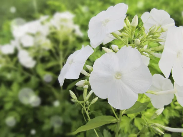 阳光明媚的日子里, 花园里的白色绣球花 — 图库照片