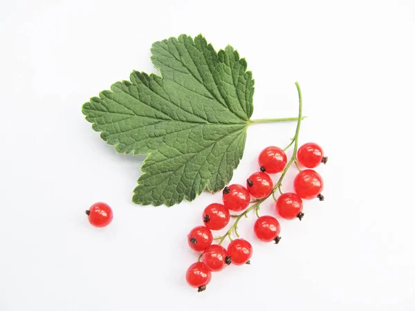 Branch of red currant. — Stock Photo, Image