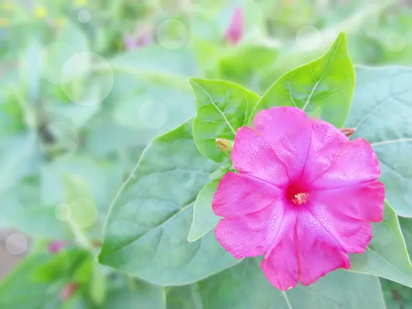 花园中的粉红米拉比里斯 — 图库照片