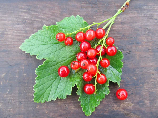 Red currant on a green leaf — Stock Photo, Image