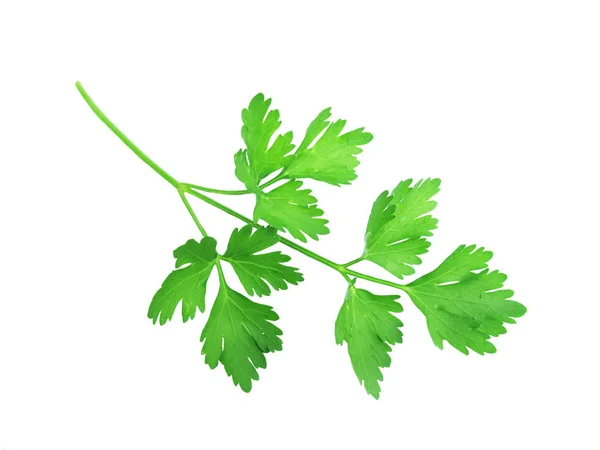 Green branch of parsley — Stock Photo, Image