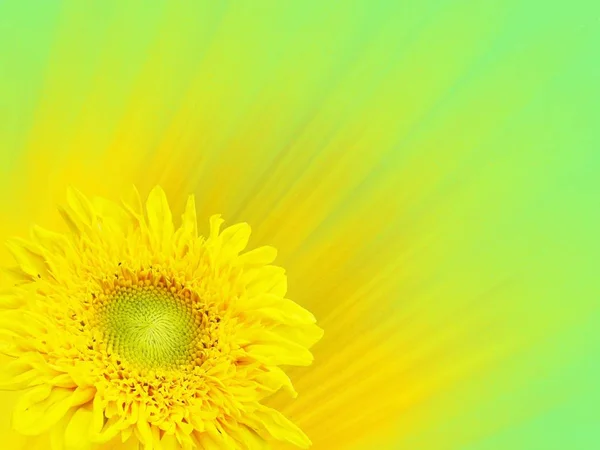 Flor amarilla de un girasol — Foto de Stock