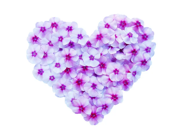 Beyaz arkaplanda çiçekler