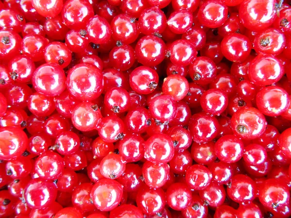 Background of red currant — Stock Photo, Image
