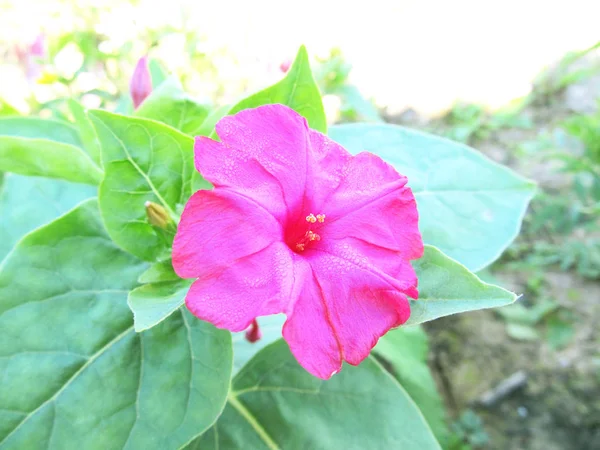 Rosa blomma på en grön bakgrund. — Stockfoto