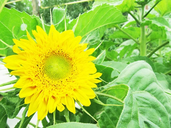 Sunflower in the garden — Stock Photo, Image