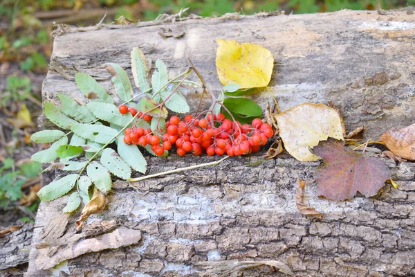 Dry yellow leaves and red berries of mountain ash lie on the cut down tree. — Stock Photo, Image