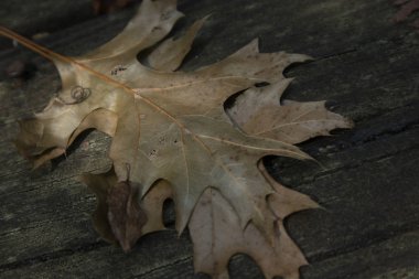 Tahta güvertede kuru yapraklar