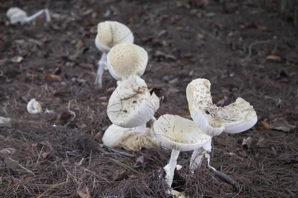 White Mushroom Dirt Ground — Stock Photo, Image