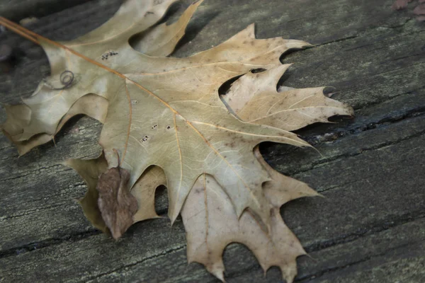 Сухие Листья Деревянной Палубе — стоковое фото