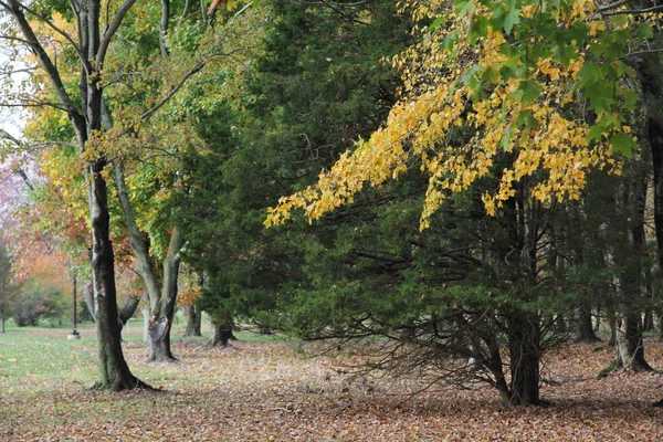 紅葉の季節 — ストック写真