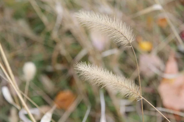 Verschwommenes Hintergrundfeld Freien — Stockfoto