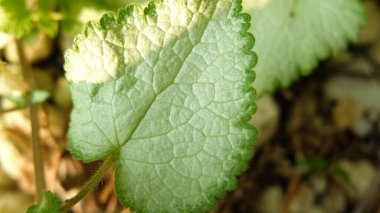 Mor Ejderha Ölü Nettle, Lamium maculatum