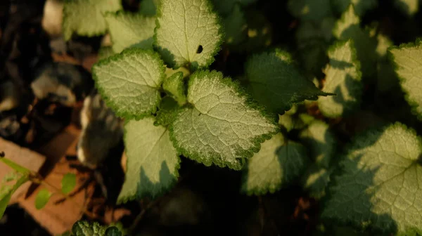 Urtiga Morta Dragão Roxo Lamium Maculatum — Fotografia de Stock